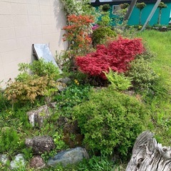 庭の花木達