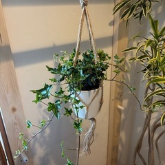 観葉植物②🪴（フラワーハンギング付き）
