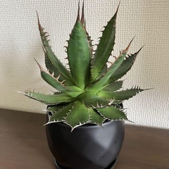 ☆ アガベ ホリダ 超強棘 ♪ 多肉植物