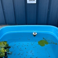 元気なミックスメダカを飼育してみませんか？