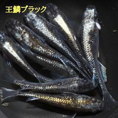 メダカ有精卵♦王鱗ブラック◆送料無料