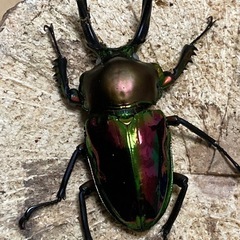 ニジイロクワガタ　ホワイトアイ　ペア