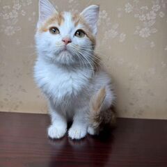 三ヶ月未満　マンチカン里親