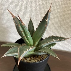 ☆ 激レア 高級品種 アガベ パープソラム ♪