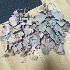 ユーカリ　ドライフラワー