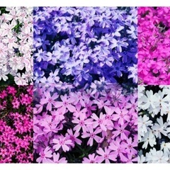 芝桜(白、ピンク、薄紫系)を無償で譲ってください！