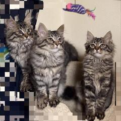 生後2ヶ月半の猫ちゃん