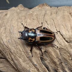 ゼブラノコギリクワガタ　ルソンエンシス　2ペアの画像