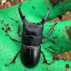 ヒラタクワガタ　ペア