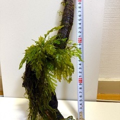 水草