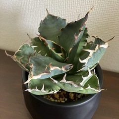 ☆ アガベ チタノタ 黒鯨 ♪ 多肉植物