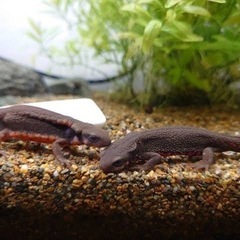 アカハライモリ