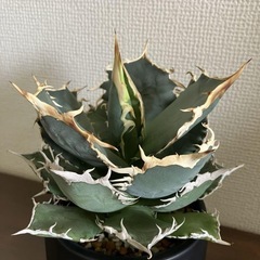 ☆ アガベ チタノタ オレンジファイヤー ♪ 多肉植物