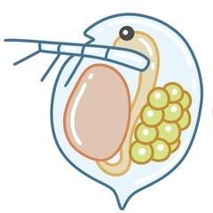 メダカに…  オオミジンコ　めだか　ミジンコ
