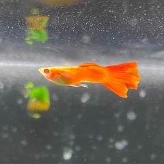 (お話中)グッピー幼魚など