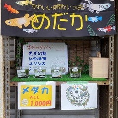 メダカ無人販売
