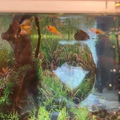 ごめんなさい決まりましたの画像