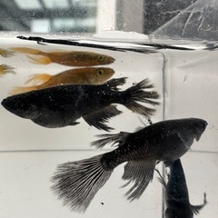 メダカ【武神松井鰭長】　５匹　産卵中の画像