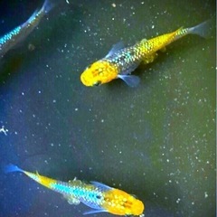 宮桜💐お取引き中＊有精卵３０個+α⒊+爆殖💥ゾウリムシ⒈ℓ付き