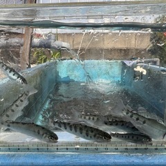 ヤマメ　稚魚　5cm前後10匹