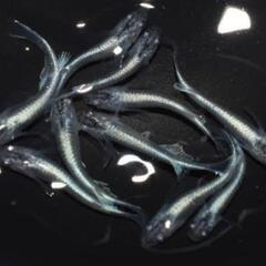 メダカ有精卵♦ブラックシャイナー松井ヒレ長◆送料無料
