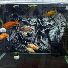 ごめんなさい決まりましたの画像