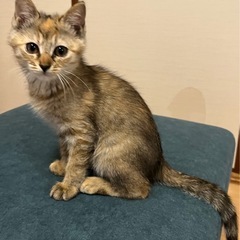美猫せあちゃん