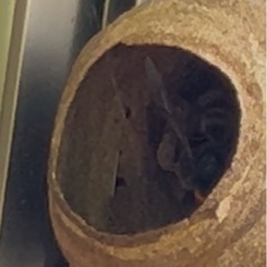 🐝ハチの巣　駆除します‼️🐝 - 害虫/害獣駆除