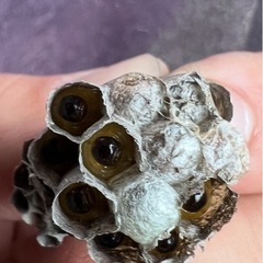 🐝ハチの巣　駆除します‼️🐝 - 伊勢崎市