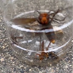 🐝ハチの巣　駆除します‼️🐝