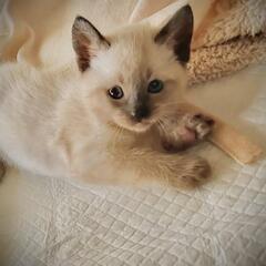 シャム猫ミックスの子猫