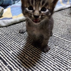子猫の里親募集します