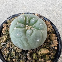 多肉植物 ロフォフォラ ロホホラ