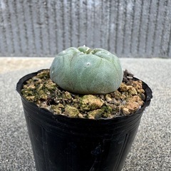 多肉植物 ロフォフォラ ロホホラの画像