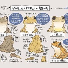 ツチガエルのメス又はおたまじゃくし