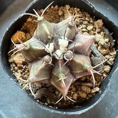 ギムノカリキウム❷