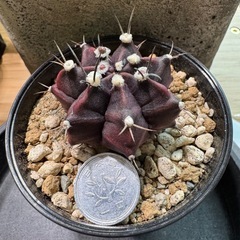 ギムノカリキウム❸の画像