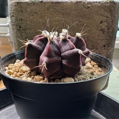 ギムノカリキウム❸の画像