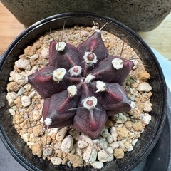 ギムノカリキウム❸