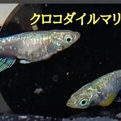 メダカ有精卵♦クロコダイルマリアWF◆送料無料