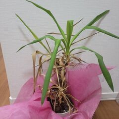 観葉植物
