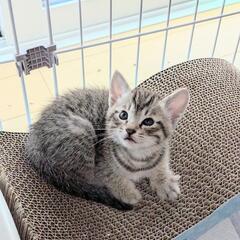キジの子猫