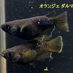 メダカ有精卵♦オランジェダルマ◆送料無料