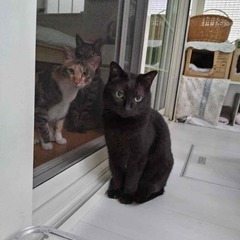黒猫！3歳人間大好きな男の子！