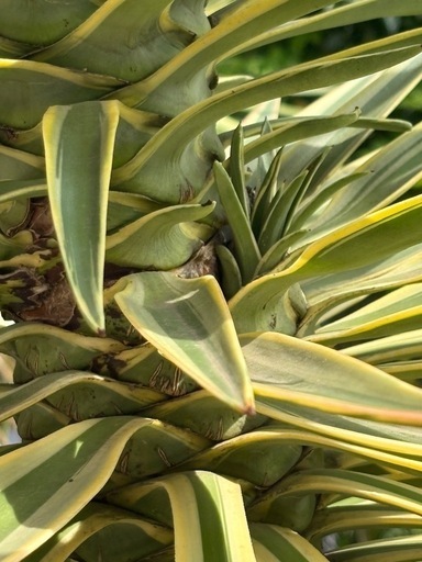 アロイフォリア 斑入り センジュラン 大株 価格相談あり！