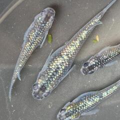 人気メダカ　数量限定　強青ラメサファイア　数量限定　産卵中　雄2雌2　出品致します！の画像