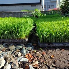 稲苗　ひとめぼれ　1箱300円　11箱の画像