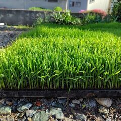 稲苗　ひとめぼれ　1箱300円　11箱の画像