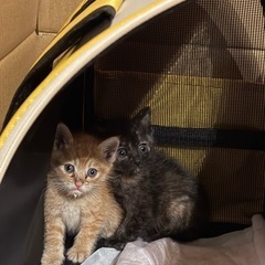 甘えん坊猫ちゃん里親募集中