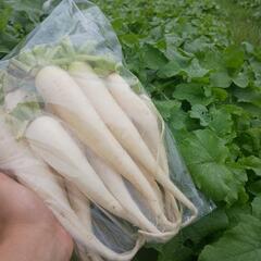 完全無農薬野菜　ミニ間引き大根1.5ｋg以上！